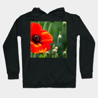 Close Up in a Field of Red Poppies (MD23Mrl008) Hoodie